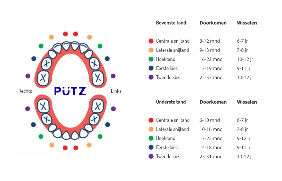 Welke tanden wisselt een kind eerst?