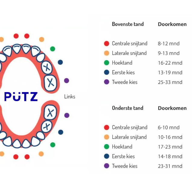 Welke tanden wisselt een kind eerst?